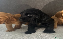 Cocker Spaniel dogs for sale: Beautiful Showtype cocker spaniels - Image 30