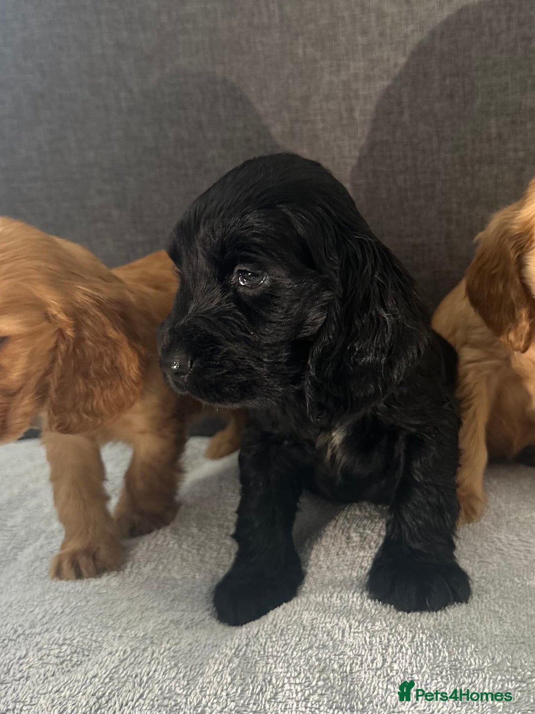 Cocker Spaniel dogs for sale: Beautiful Showtype cocker spaniels - Image 30
