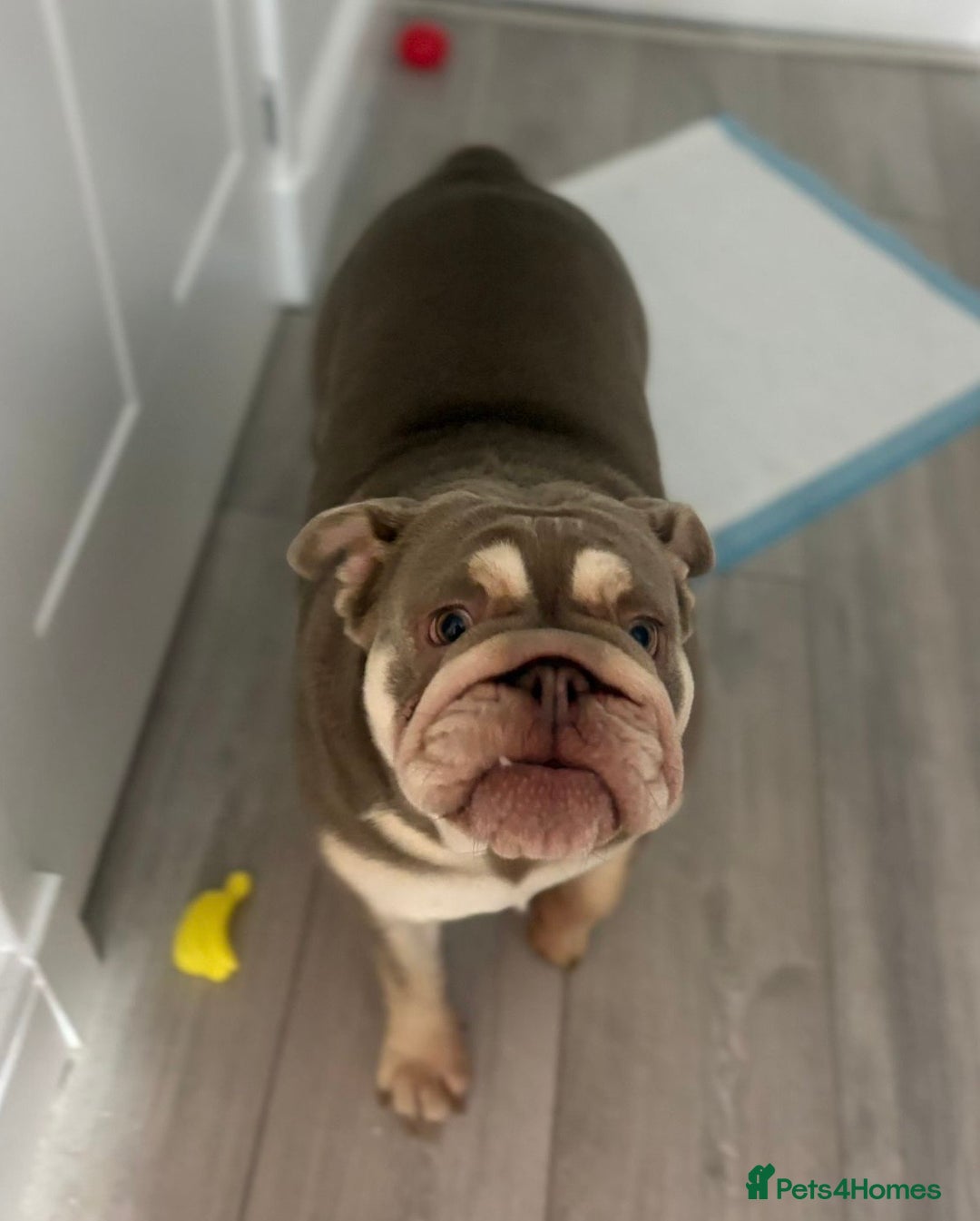 English Bulldog dogs for sale: Lilac & tan bulldog female - Advert 5