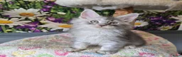 Maine Coon cats for sale: Stunning TICA Maine Coon kittens - Advert 16