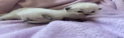 Ragdoll cats for sale: Pure ragdoll kittens  in Southend-on-Sea - Advert 6