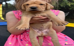 Labrador Retriever dogs for sale: KC registered Labrador retrievers for sale  - Image 24