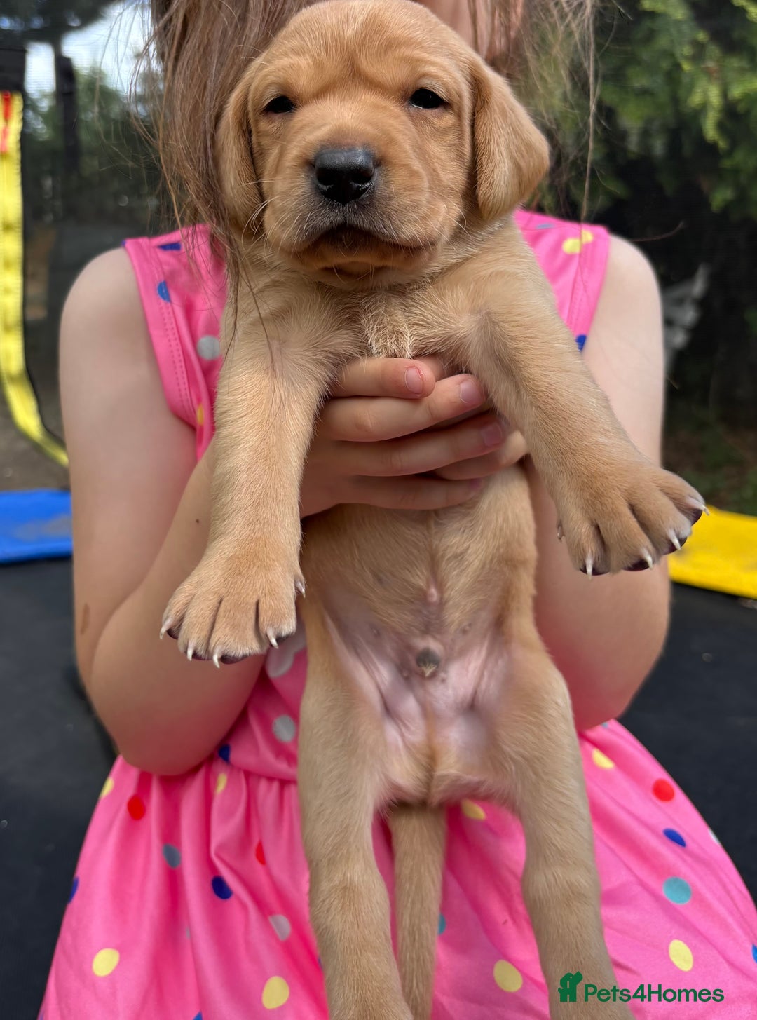 Labrador Retriever dogs for sale: KC registered Labrador retrievers for sale  - Image 24