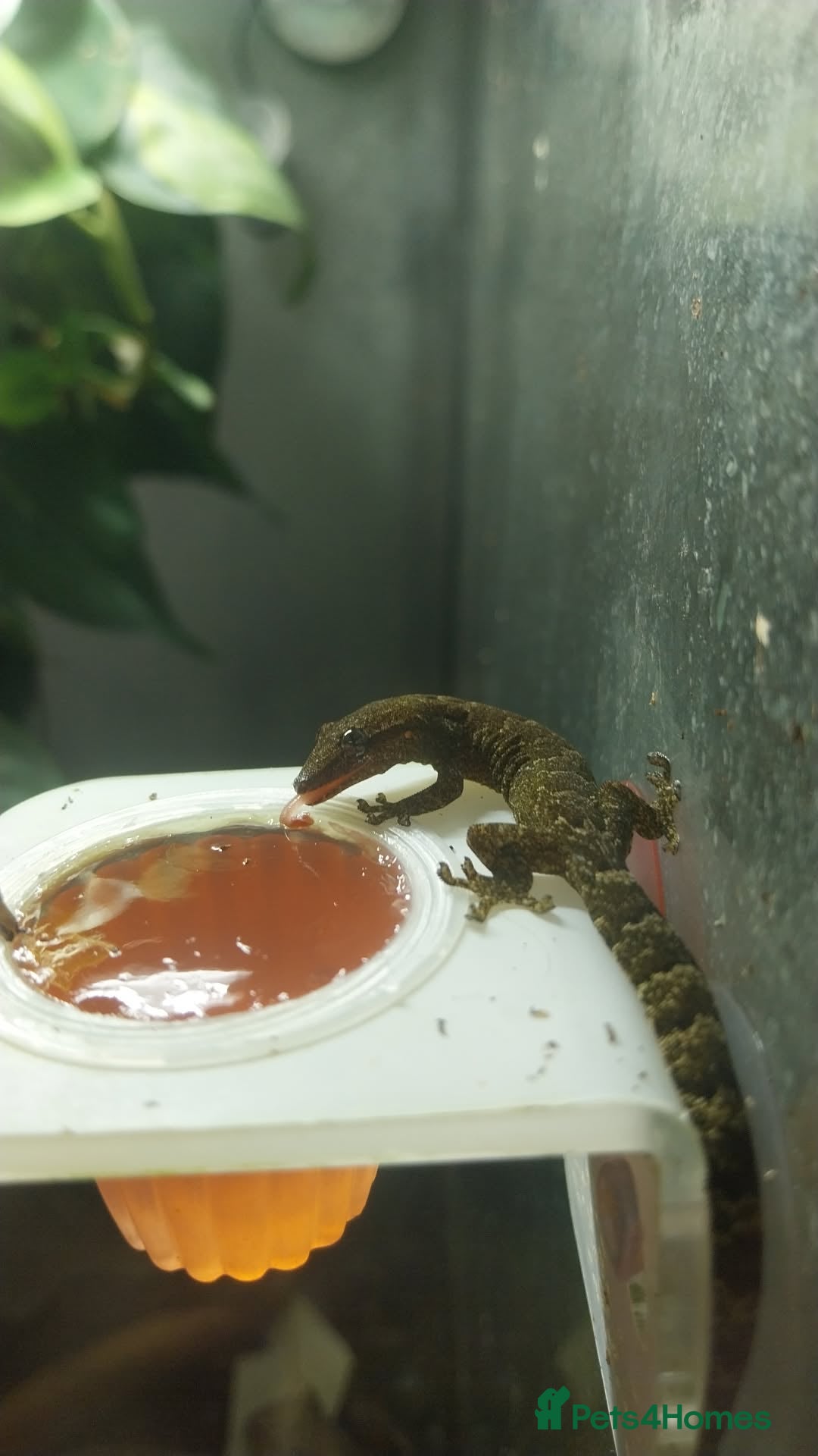 Gecko reptiles for sale: Mourning Gecko hatchlings. - Image 6