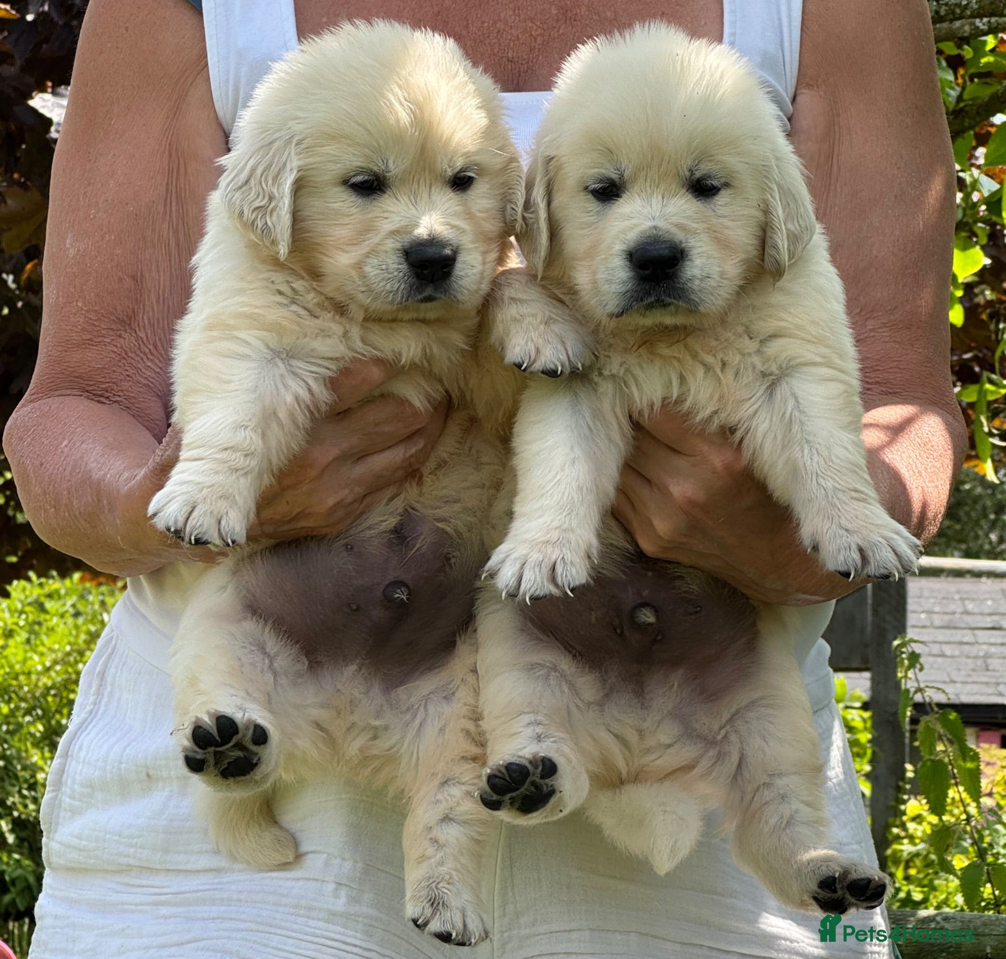 Golden Retriever dogs Stunning Cream, KC reg, health tested Puppies - Advert 1