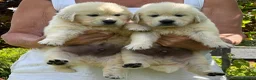 Golden Retriever dogs for sale: KC Cream litter from great health tested parents  - Advert 7