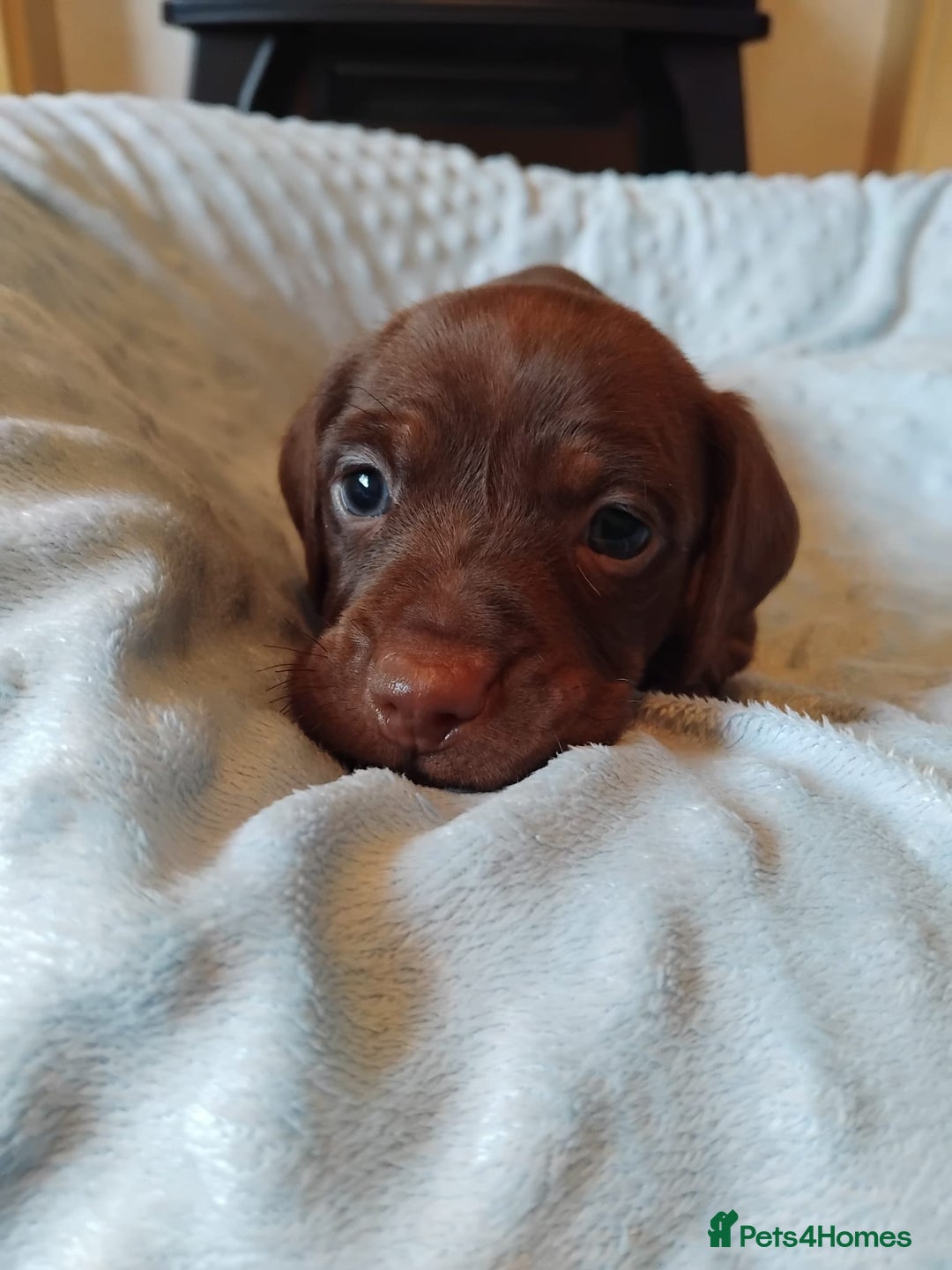 Miniature Dachshund dogs for sale: ✨️ 1 Girl left... Miniature Dachshund Puppies 🐶  - Image 3