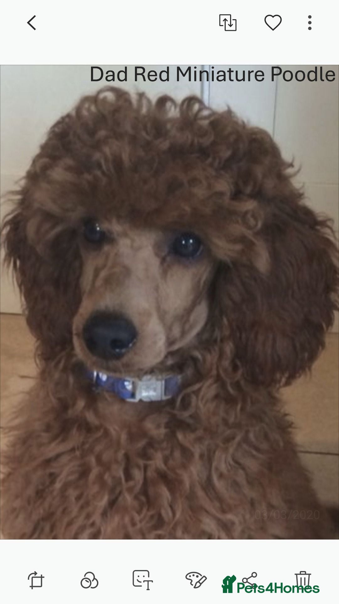 Cockapoo dogs F1 Cockapoo Puppies Ready To Go Domestic Licence - Advert 2