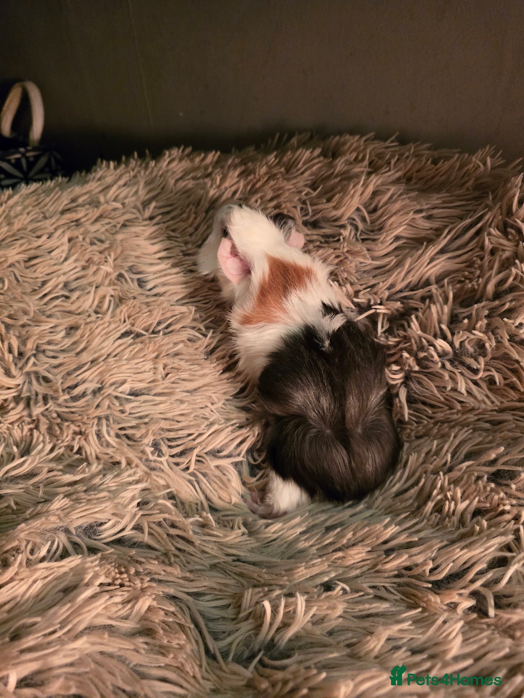 Guinea Pig rodents for sale: 2 female guineapigs  - Advert 10