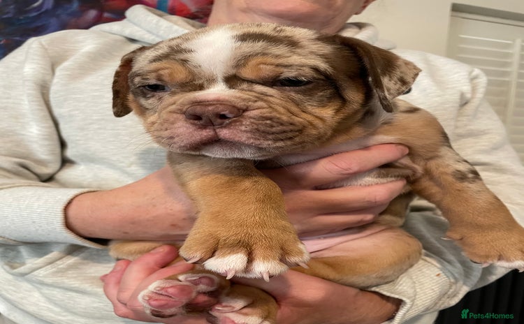 Olde English Bulldogge dogs - Advert 1