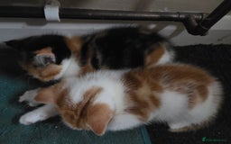 Mixed Breed cats for sale: Kittens for sale litter of 4, 2 left  - Image 3