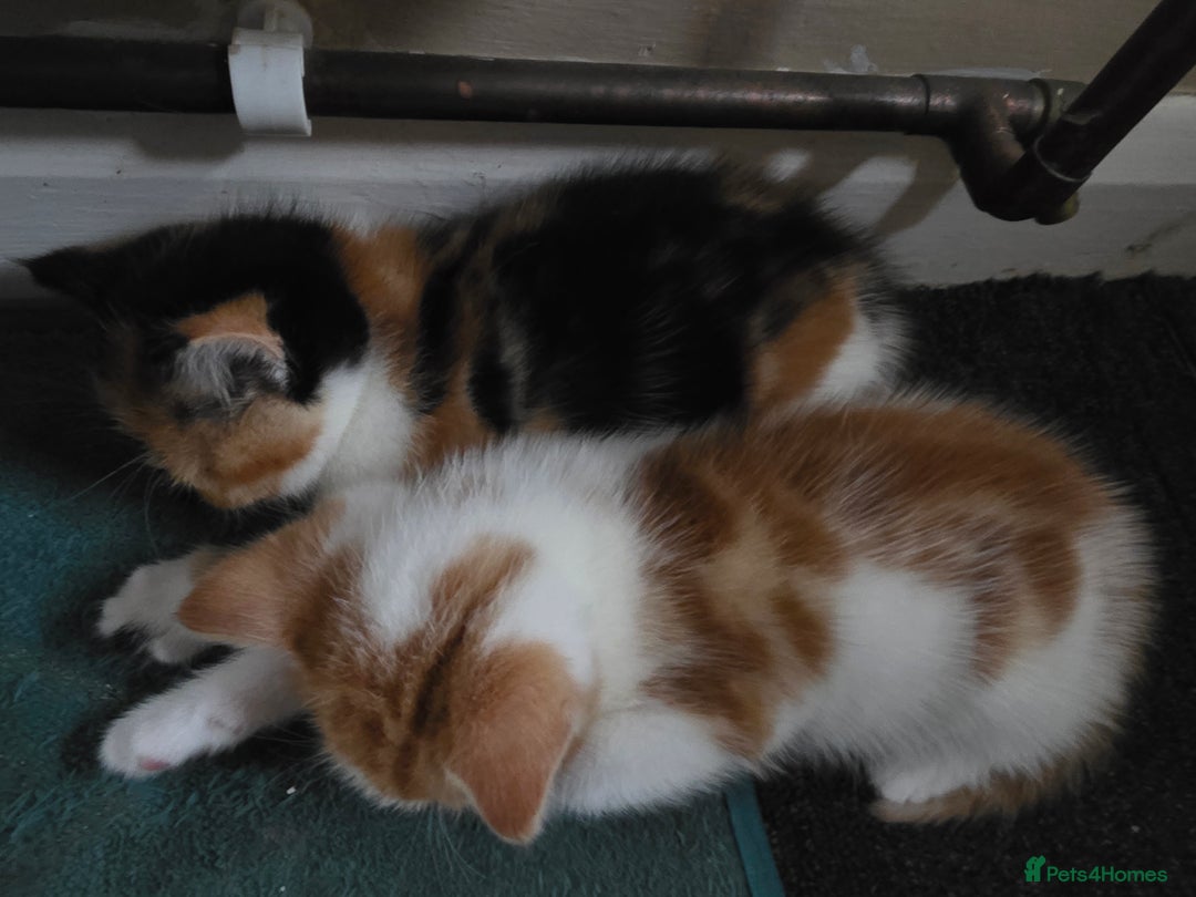 Mixed Breed cats for sale: Kittens for sale litter of 4, 2 left  - Image 3