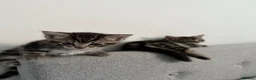Domestic Shorthair cats for sale: Russian Blue × Bengal Mixed Kittens – 4 available - Advert 9