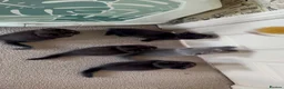 British Shorthair cats for sale: British shorthair kittens  - Advert 7