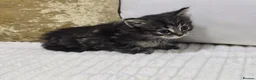 Domestic Shorthair cats for sale: Beautiful Litter of 8 Kittens –5 Females & 3 Males - Advert 26