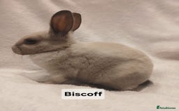 Rex rabbits for sale: Baby Purebred Rex Rabbits For Sale - Image 20