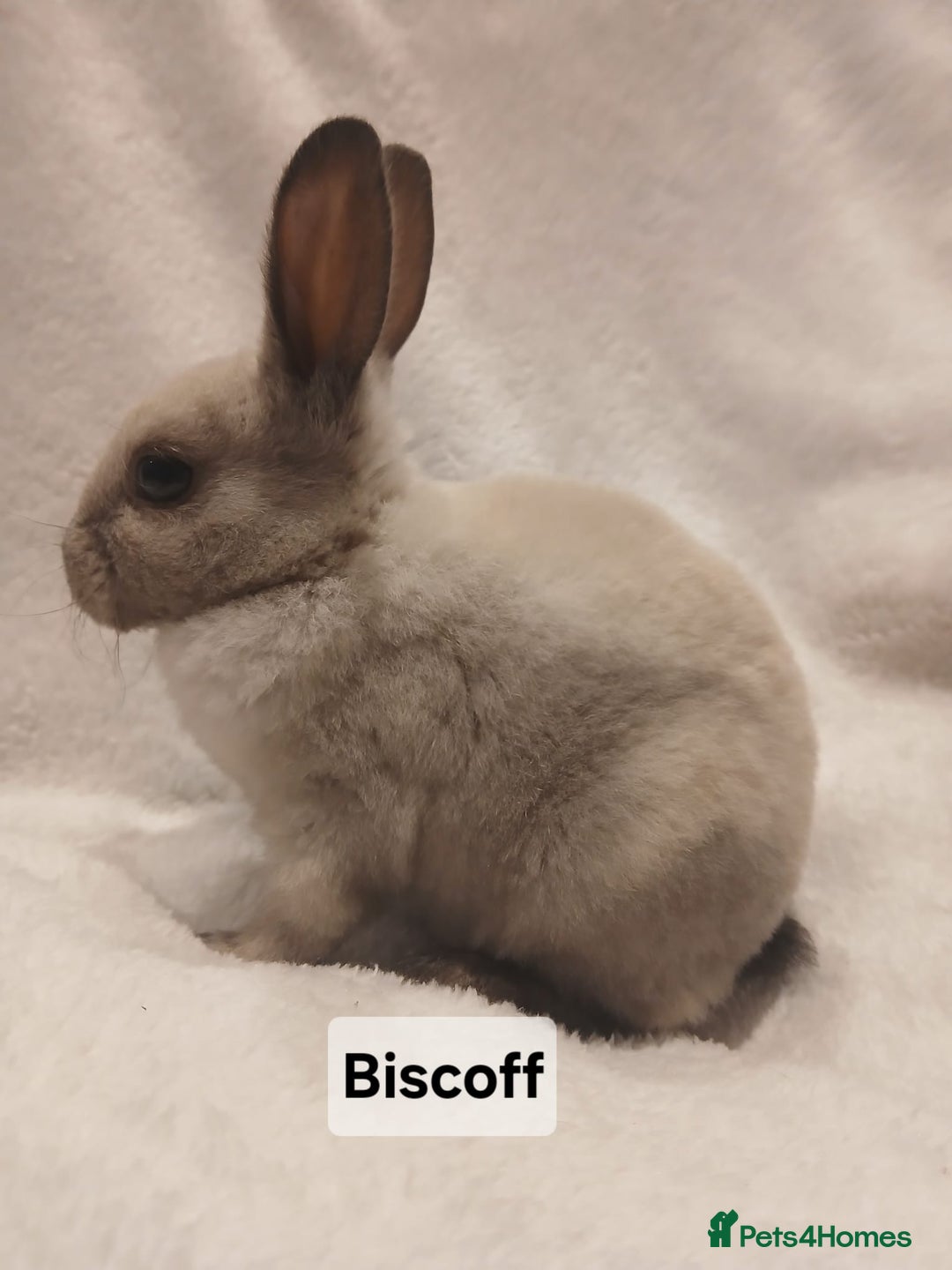 Rex rabbits for sale: Baby Purebred Rex Rabbits For Sale - Image 20
