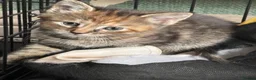 Mixed Breed cats for sale: Adorable kittens - Advert 13