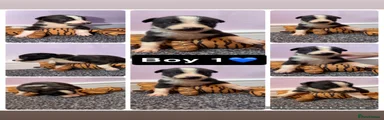 Lurcher 1