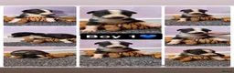 Lurcher dogs for sale: Saluki deerhound grey second genaration bull grey - Advert 2