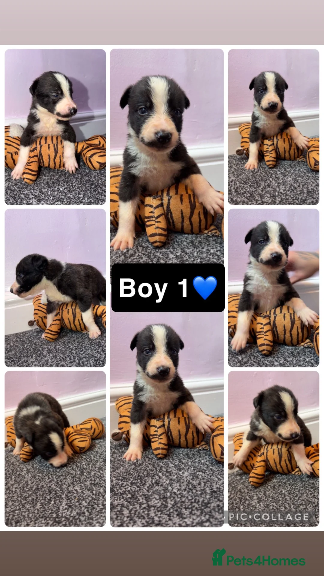 Lurcher dogs for sale: Saluki deerhound grey second genaration bull grey - Advert 2
