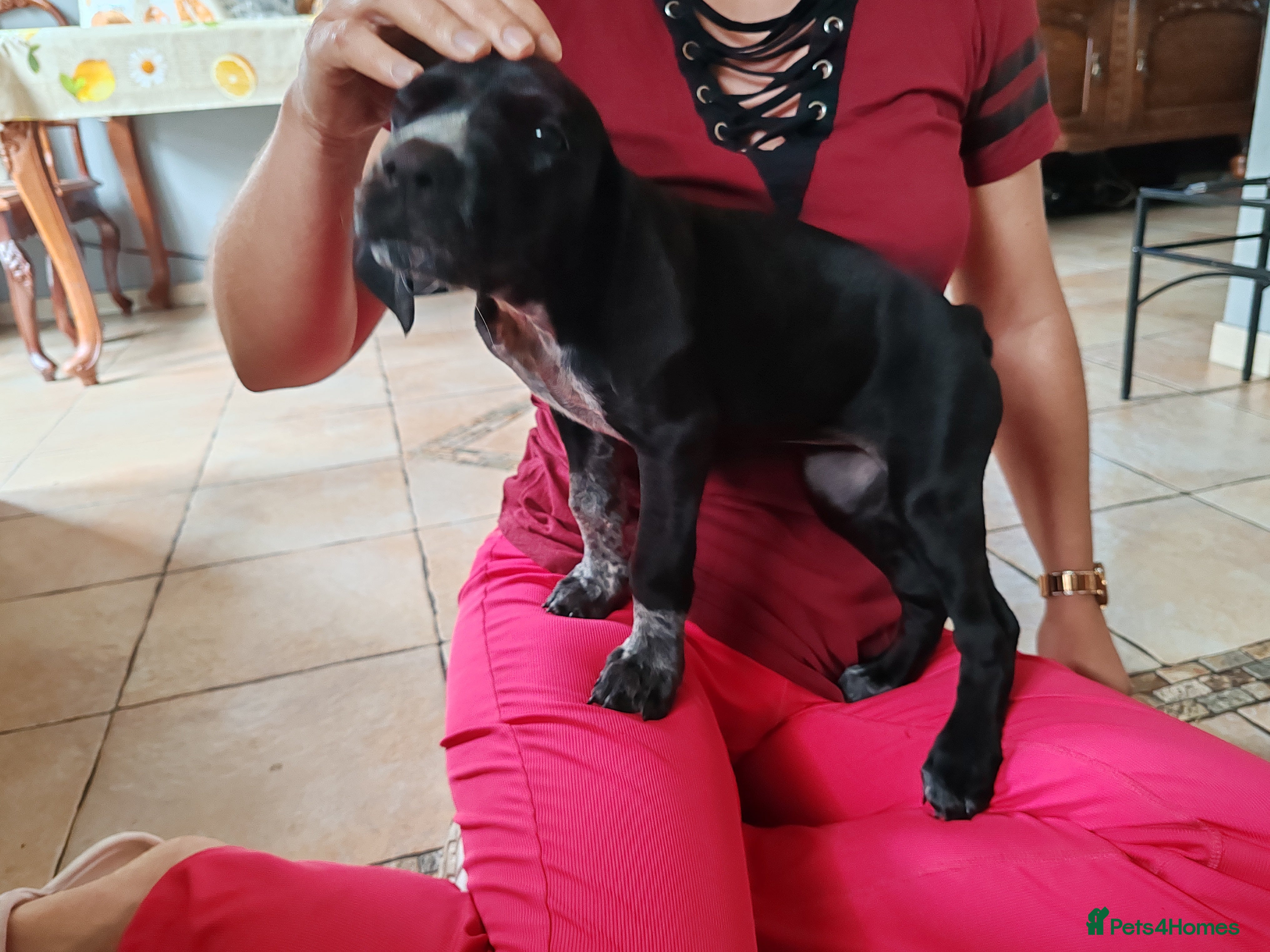 German Shorthaired Pointer dogs ❤️🐾Ready to go! GORGEOUS GERMAN SHORTHAIR POINTER - Advert 2