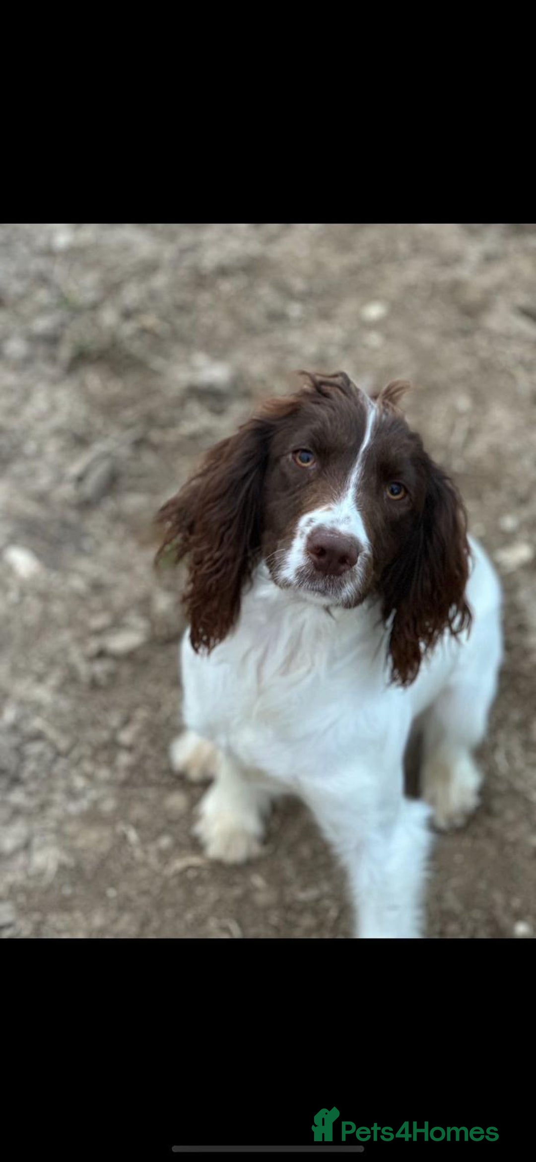 Mixed Breed dogs for sale: German weirdhair pointer\working springer spaniel  - Image 8