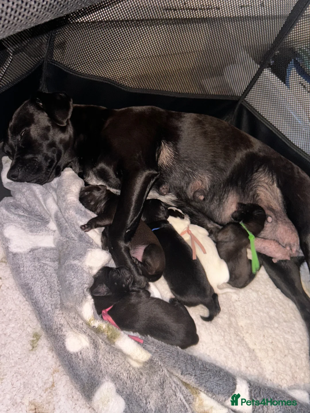 Mixed Breed dogs for sale: Patterdale terrier cross puppies  - Advert 1