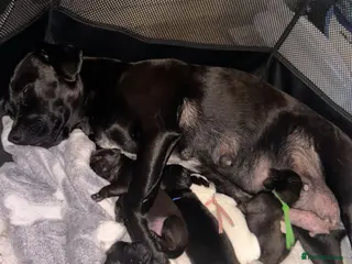 Mixed Breed dogs Patterdale terrier cross puppies - Advert 1