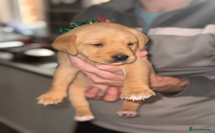 Labrador Retriever dogs Red fox Labradors - Advert 7