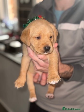 Labrador Retriever dogs Red fox Labradors - Advert 7