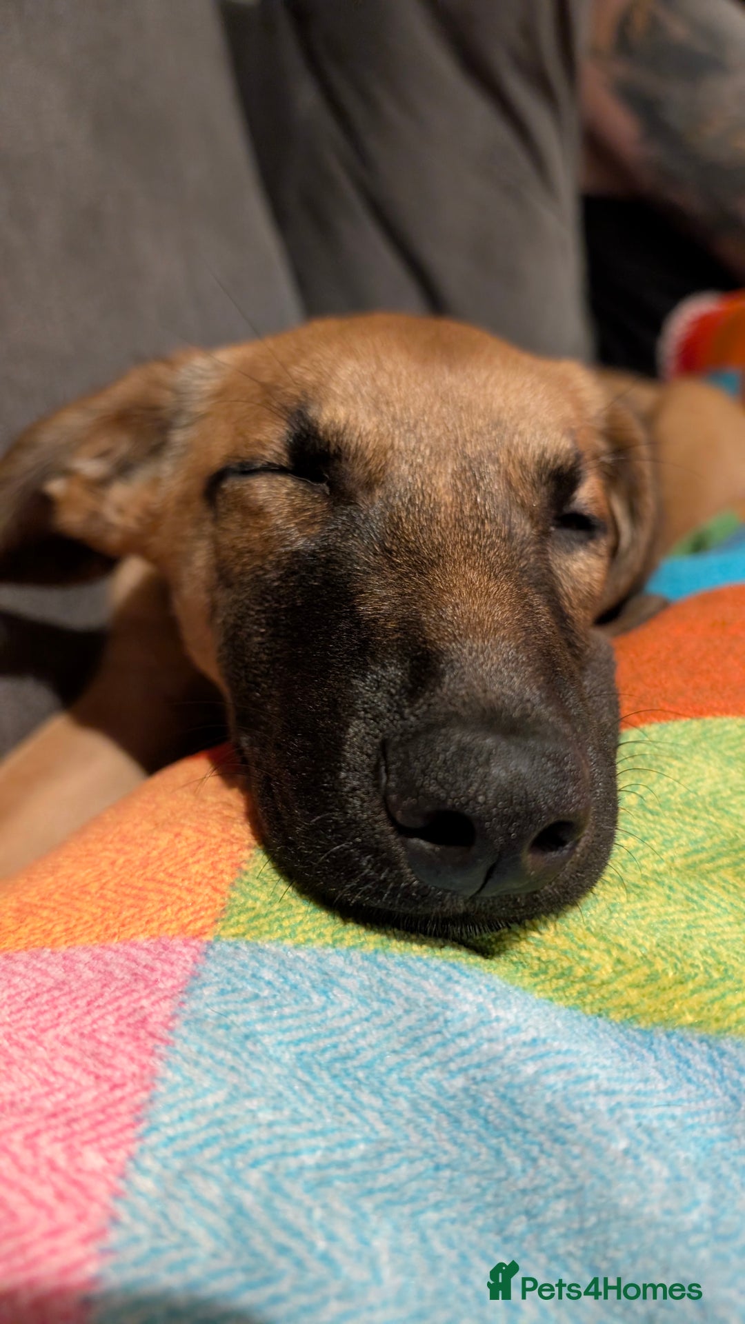 Mixed Breed dogs for sale: Dutch shepherd cross  - Advert 2