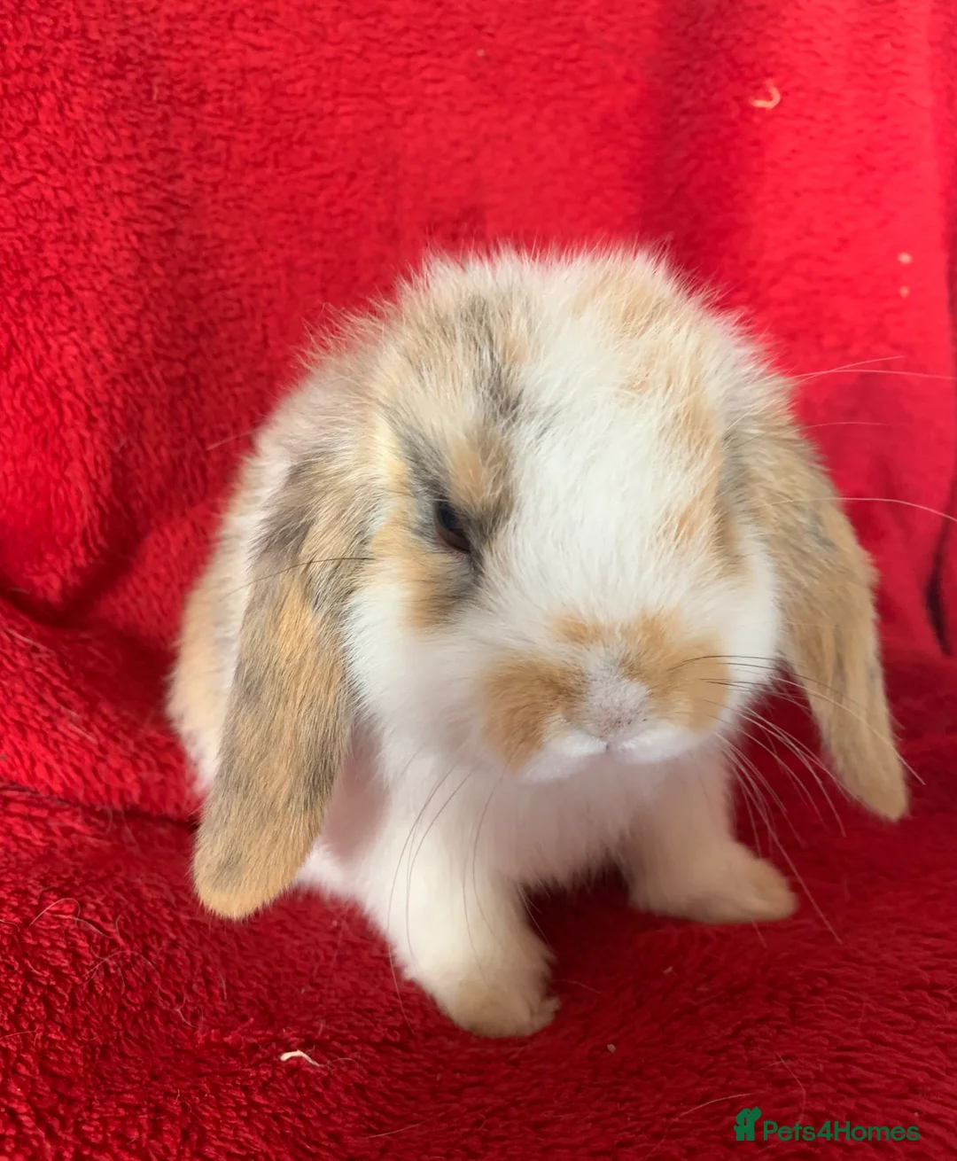 Mini Lop rabbits for sale: Adorable Pure Mini Lop Rabbit - Advert 2