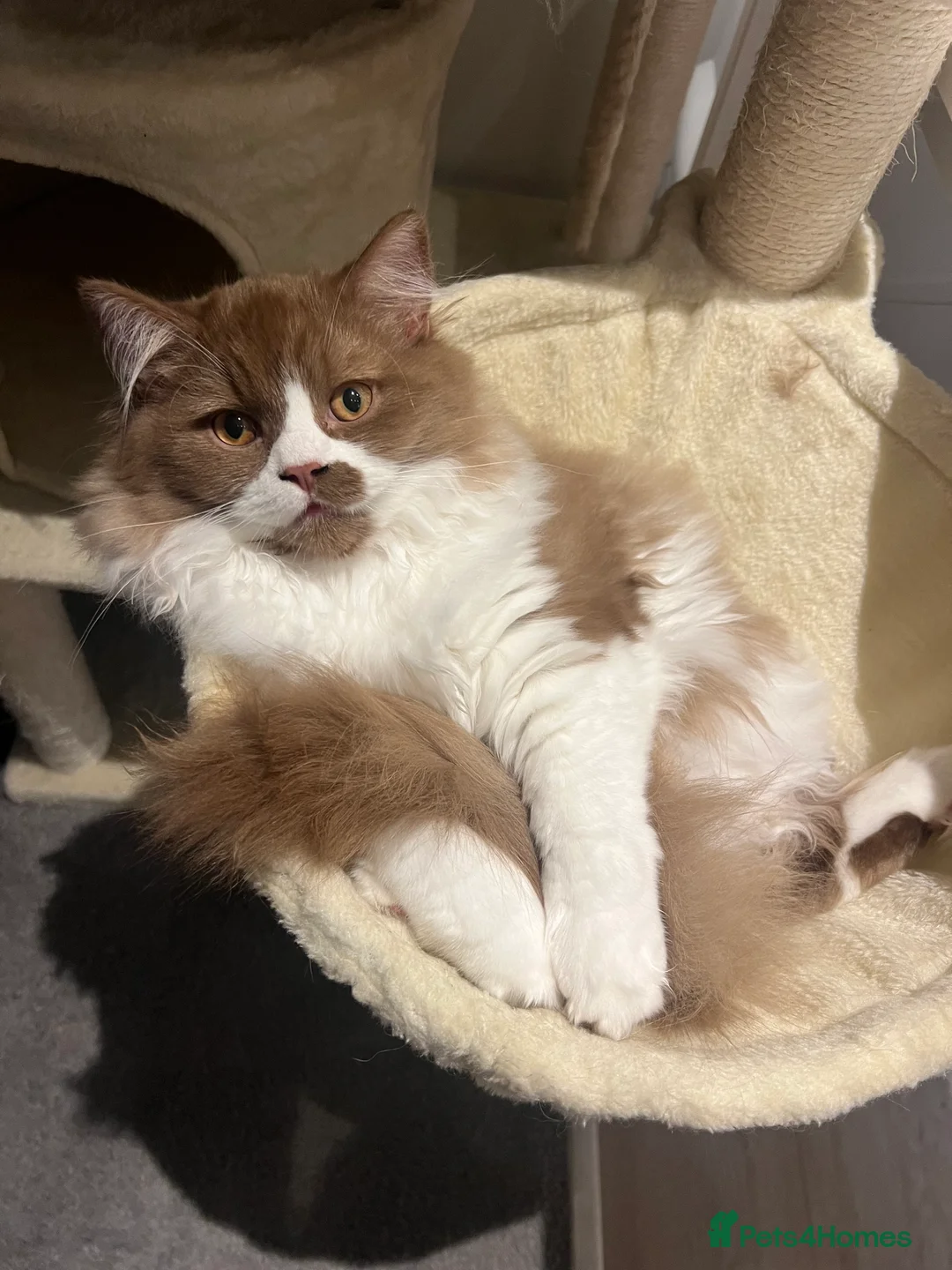 British Longhair cats for stud: British longhair GCCF registered male for stud - Advert 4