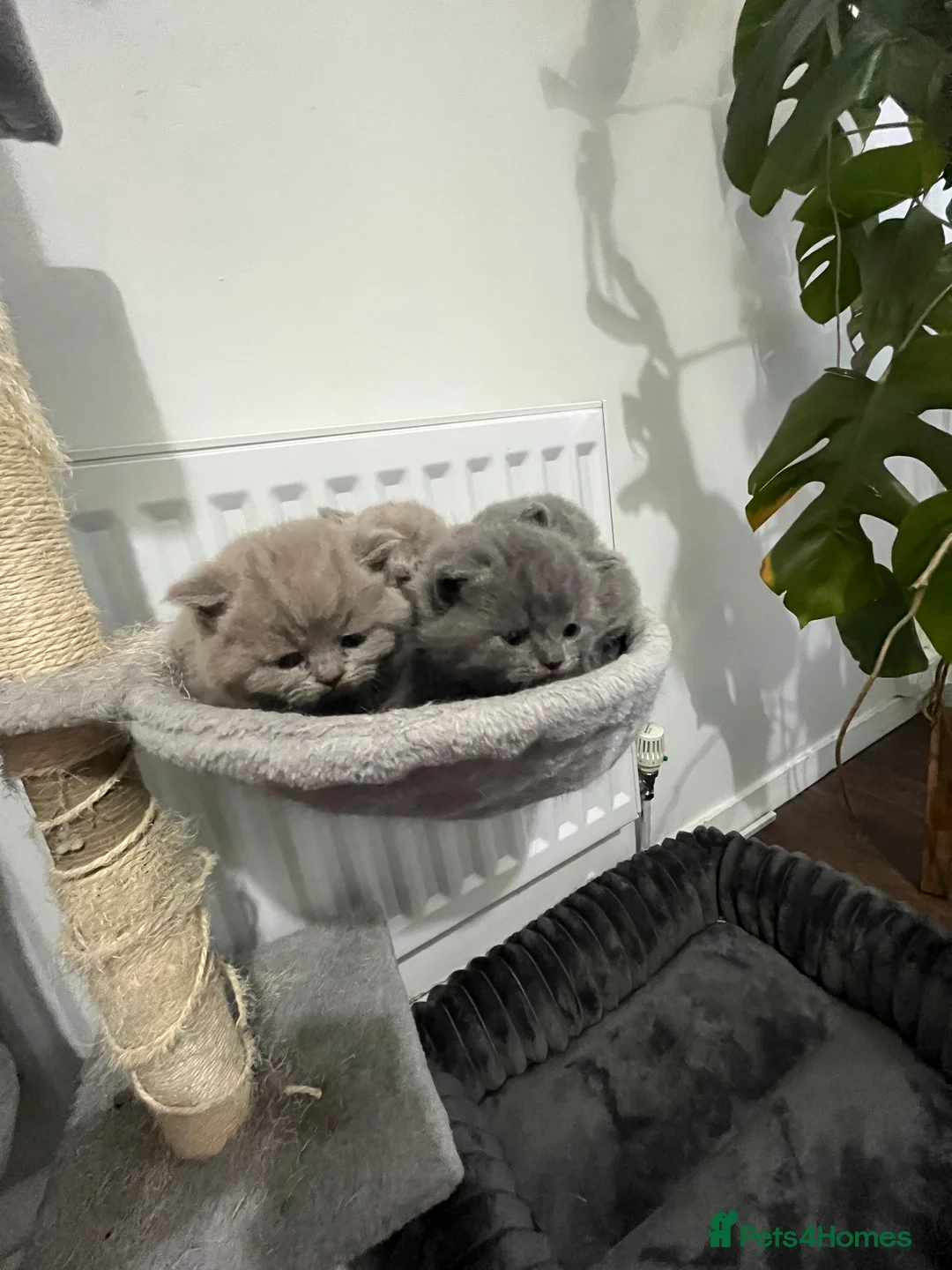 British Shorthair cats for sale: British short hair - Advert 10
