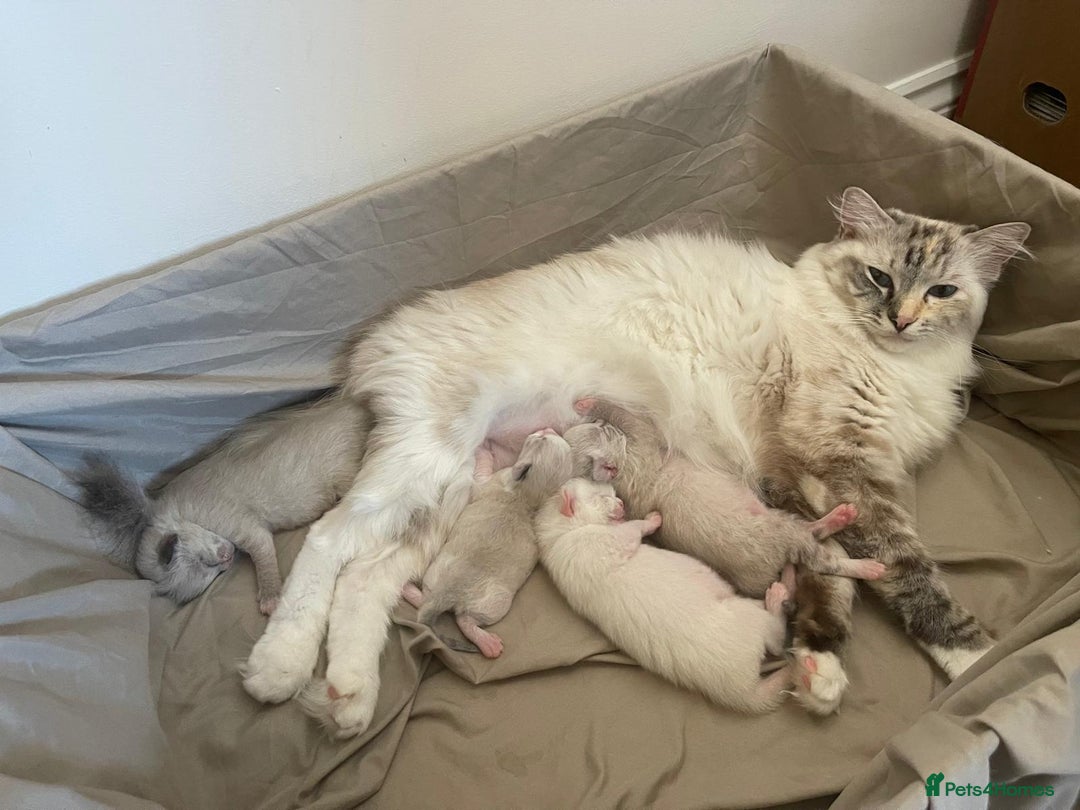 Ragdoll cats for sale: Four beautiful Ragdoll kittens available 🐾 - Image 14