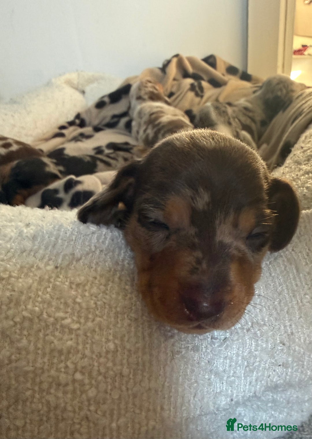 Miniature Dachshund dogs for sale: 🐾 5 Mini Dachshunds 4 dappled, 1 choc 🐾 - Advert 18