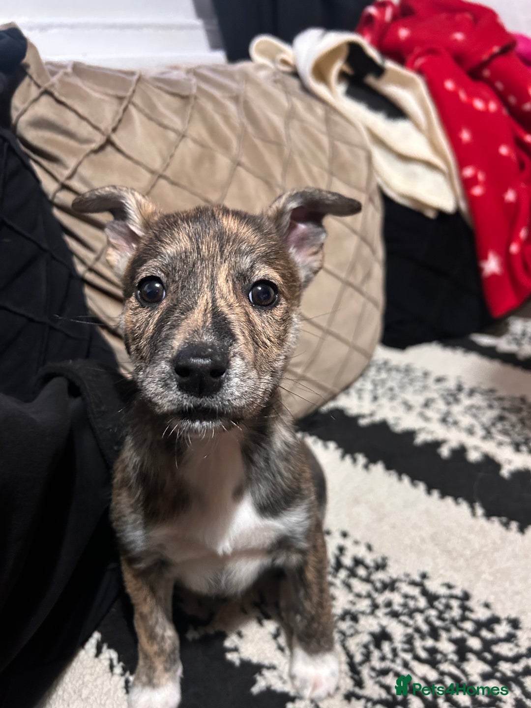 Mixed Breed dogs for sale: 4 months old puppy - Advert 8