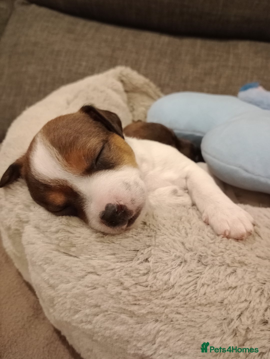 Jack Russell dogs for sale: Jack russell puppies - Advert 19