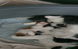 Persian cats for sale: PERSIAN CROSS KITTEN BABIES - Image 8