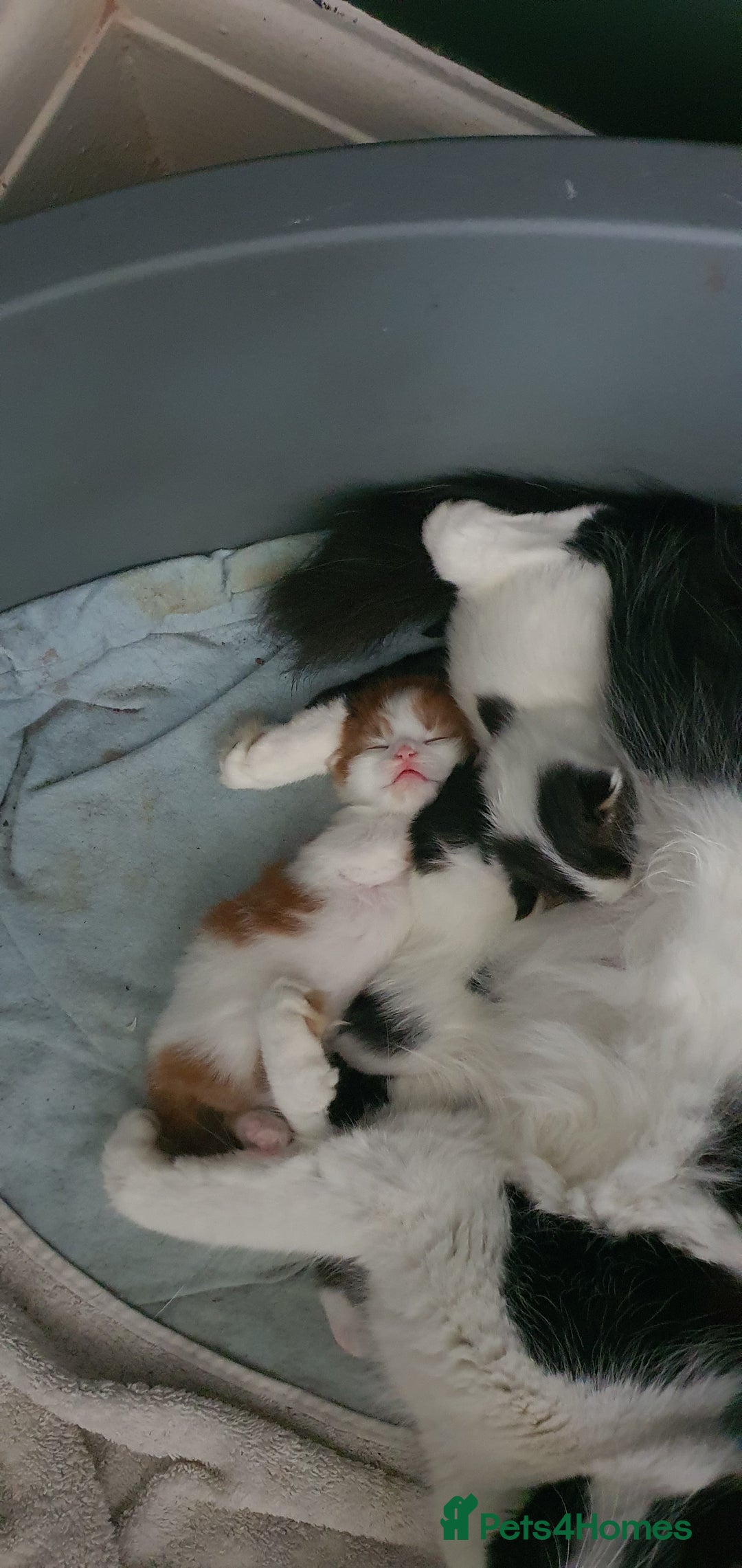 Persian cats for sale: PERSIAN CROSS KITTEN BABIES - Image 8