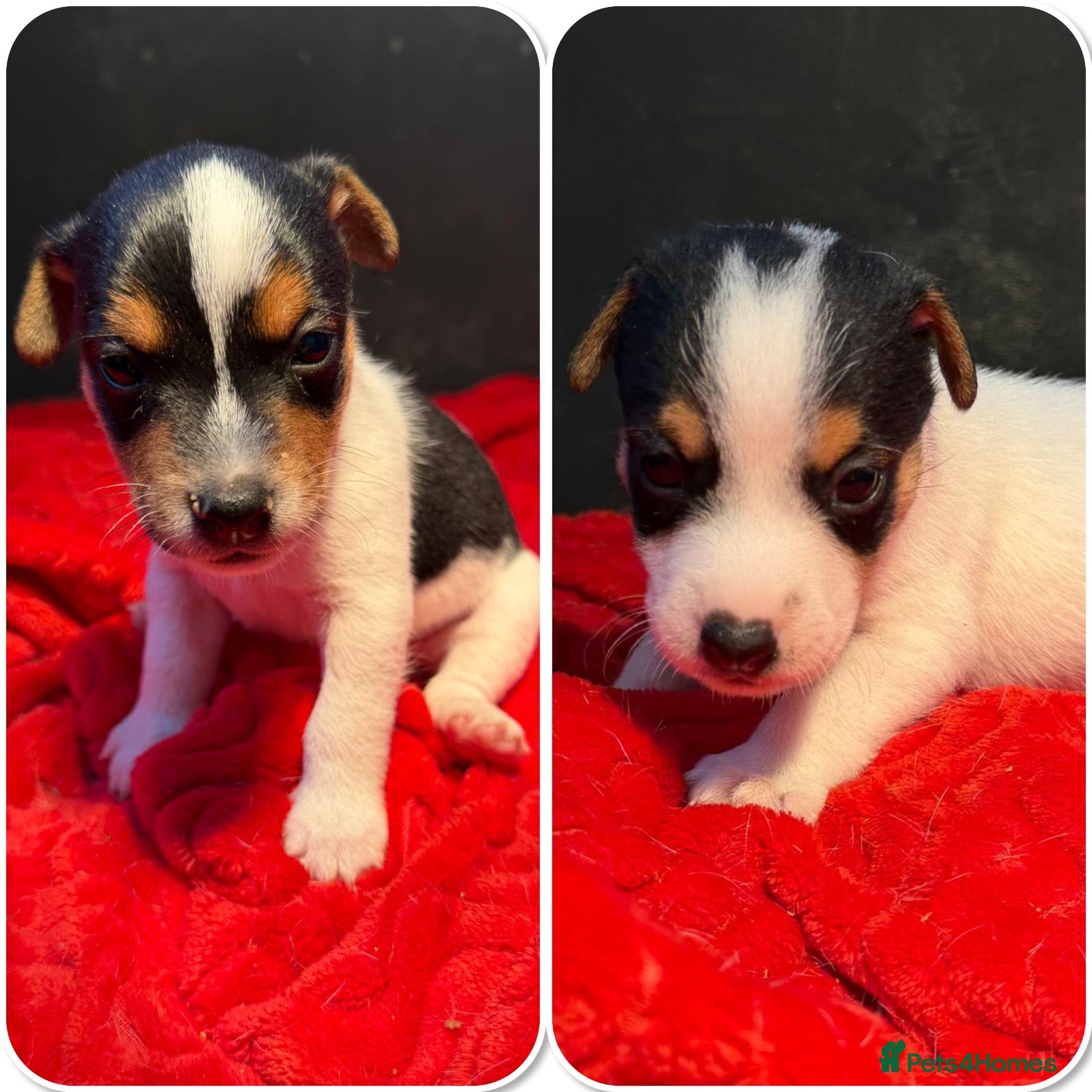 Jack Russell dogs Male Jack Russell puppy  - Advert 2