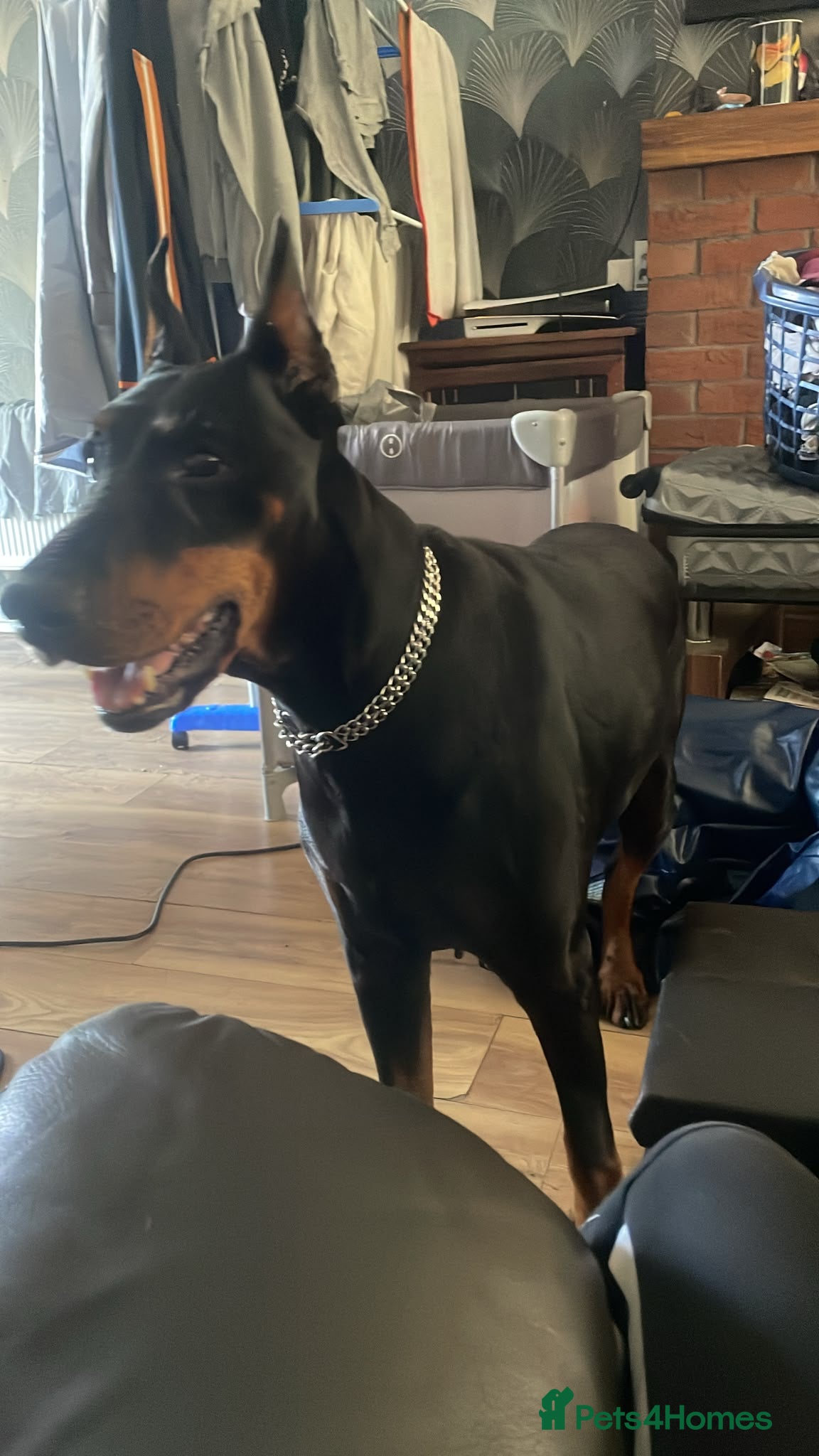Dobermann dogs Female doberman  **  - Advert 1