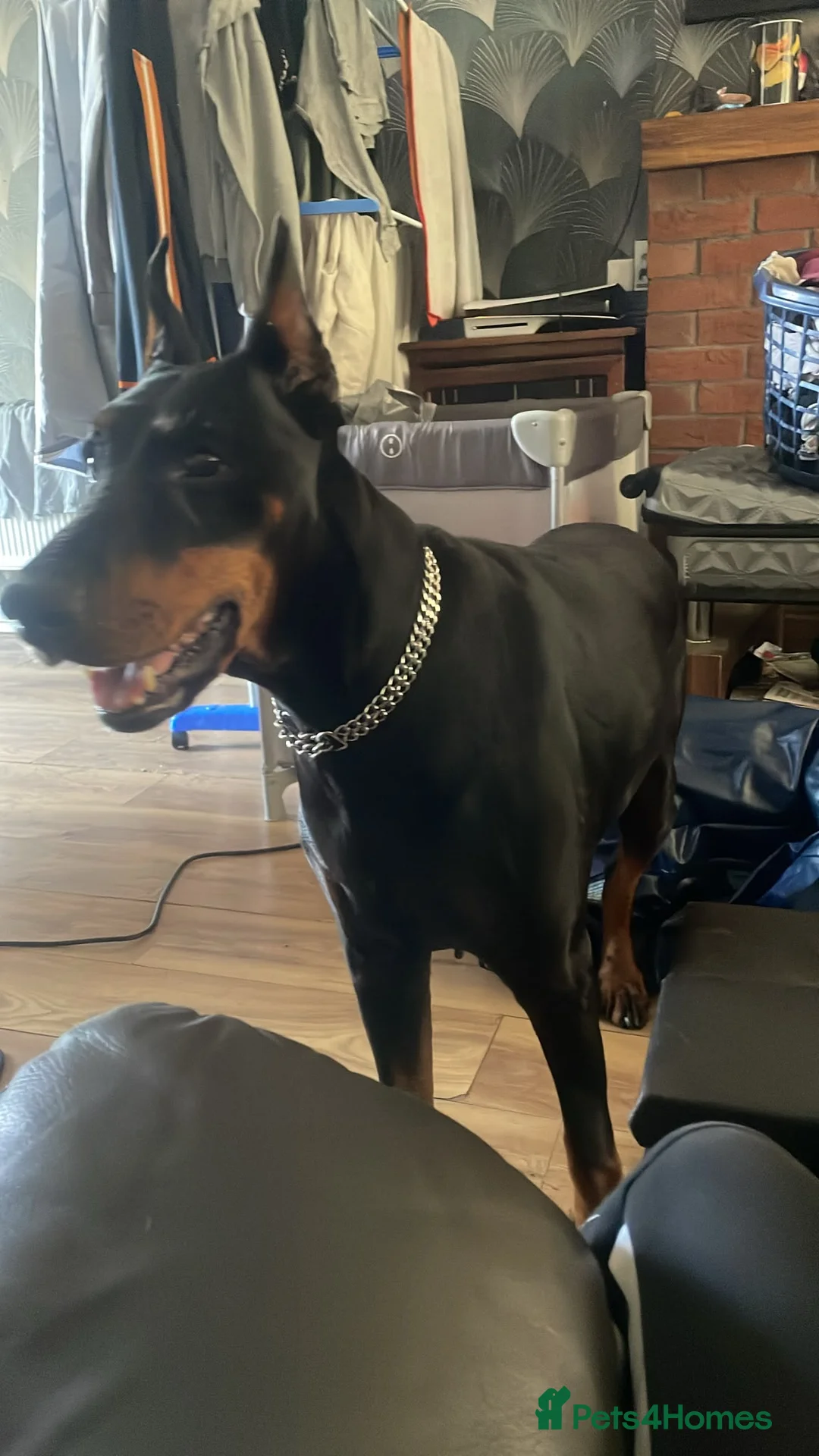 Dobermann dogs for sale: Female doberman  **  in Bilston - Advert 1