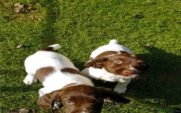 English Springer Spaniel dogs for sale: 8 week Springer Spaniel puppies. - Image 7