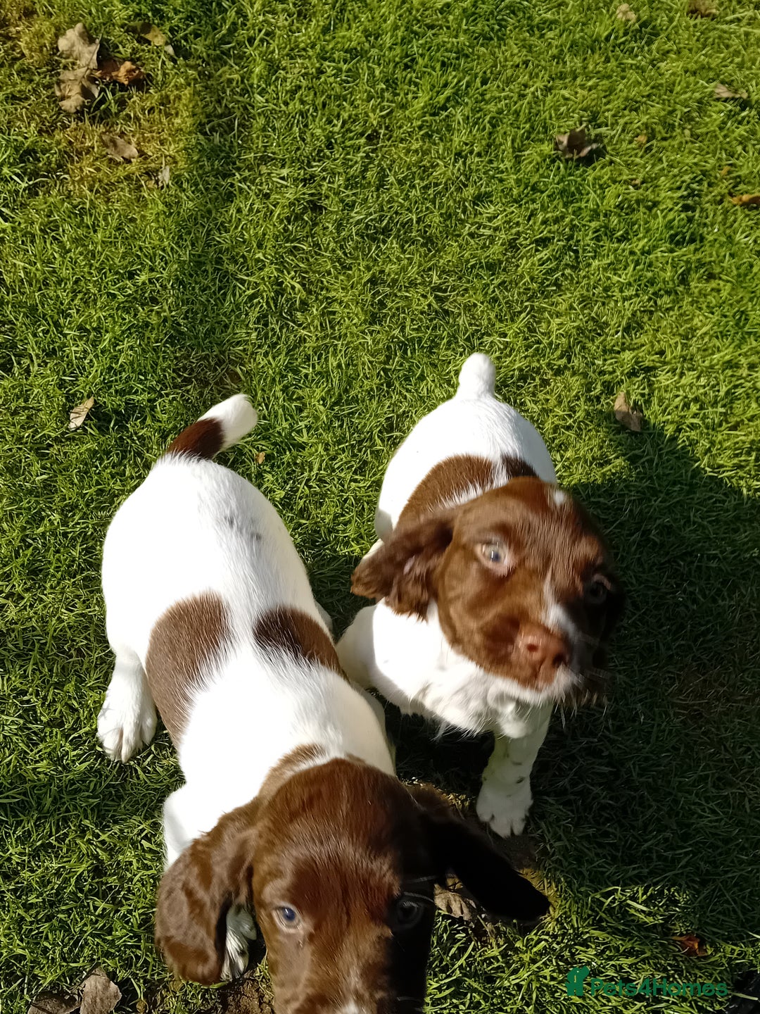 English Springer Spaniel dogs for sale: 8 week Springer Spaniel puppies. - Image 7