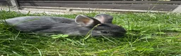 Dwarf Lop rabbits for sale: Beautiful Dwarf lop litter (Ready in one week)  in Bedford - Advert 8
