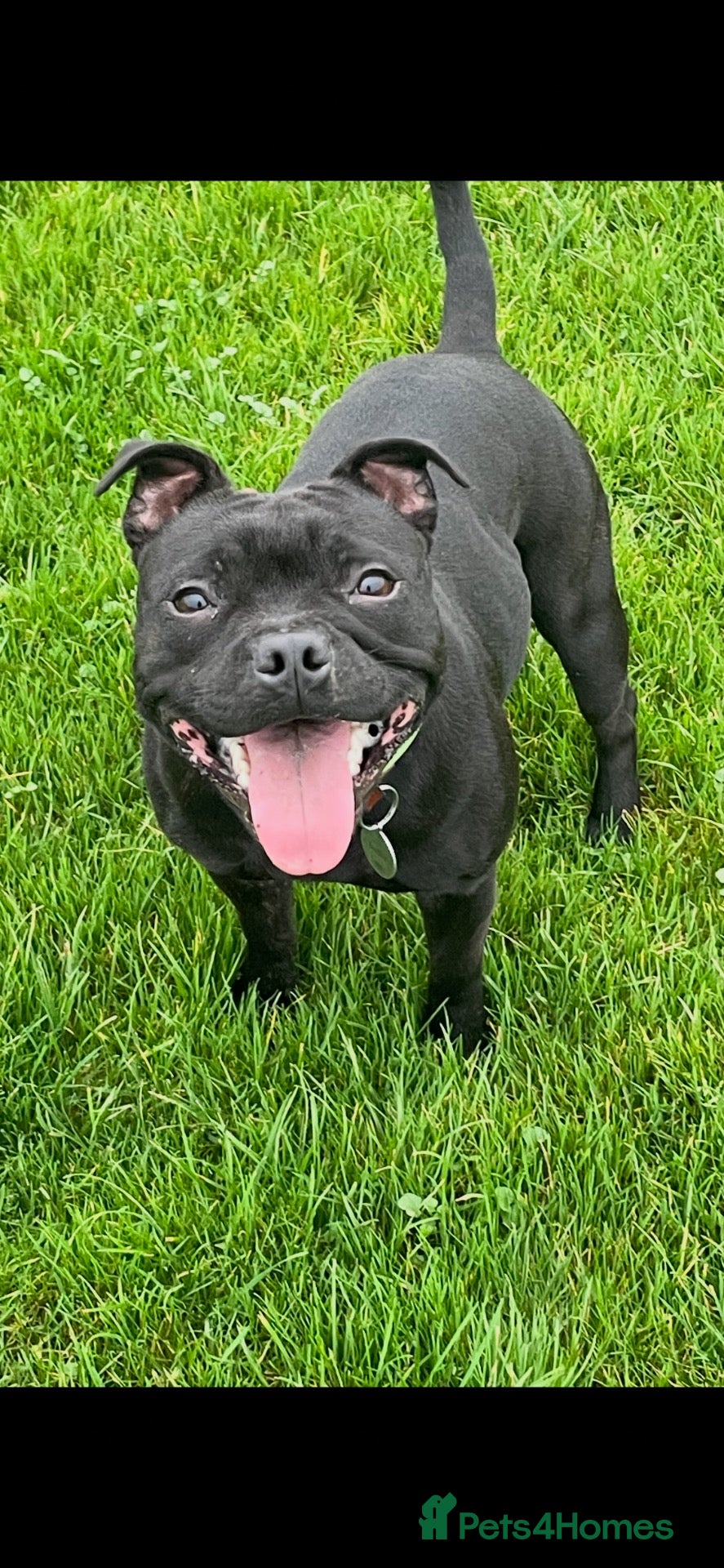 Staffordshire Bull Terrier dogs Beautiful Black Male Staffordshire Puppies av soon - Advert 13