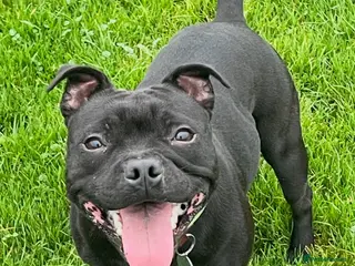 Staffordshire Bull Terrier dogs 💙 KC Reg KASSIUS’s (Dad) Black Staff Puppies.💙 - Advert 1