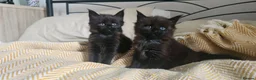 Maine Coon cats for sale: Maine coon kittens - Advert 6